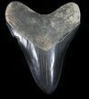 Serrated, Fossil Megalodon Tooth - Georgia #56356-1